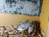 কিং কোয়েল (King Quail)